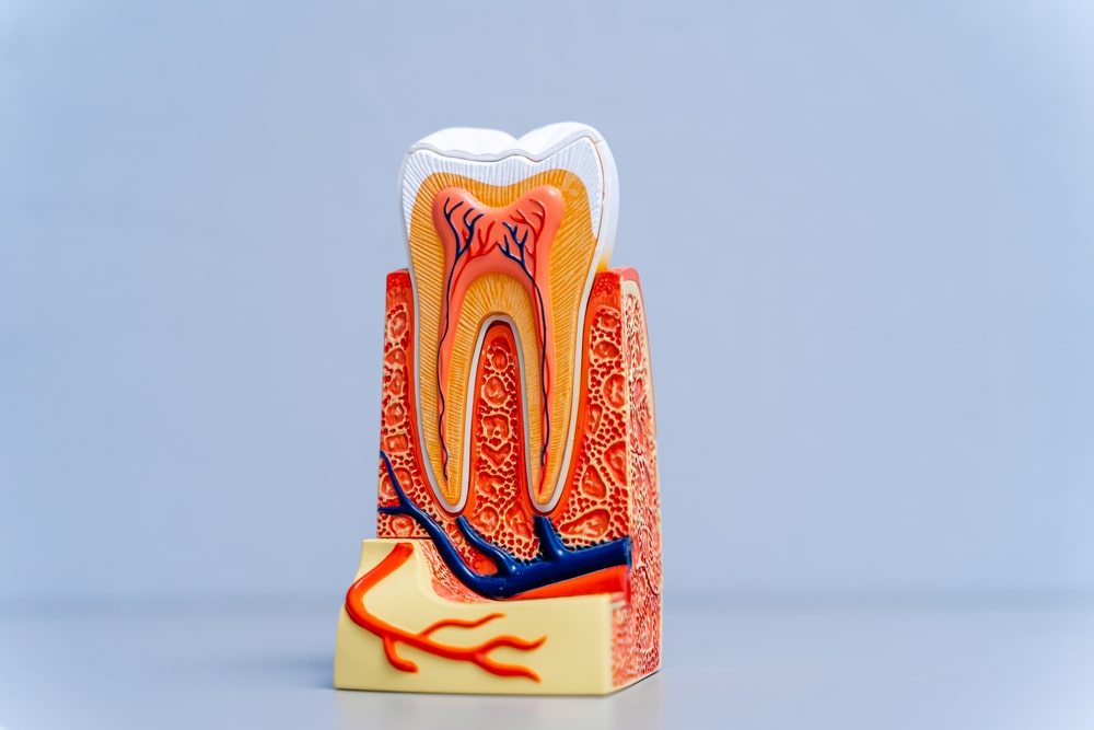 Plastic educational teeth model for dentists. Stomatology concept.